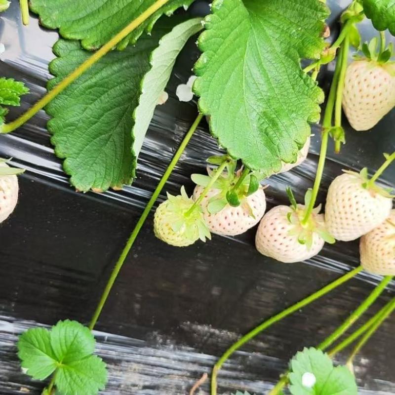 草莓苗梦之莹草莓苗基地直发保质保量根系发达