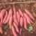 产地大量供应西瓜红红薯烟薯面红薯有需要的老板请联系