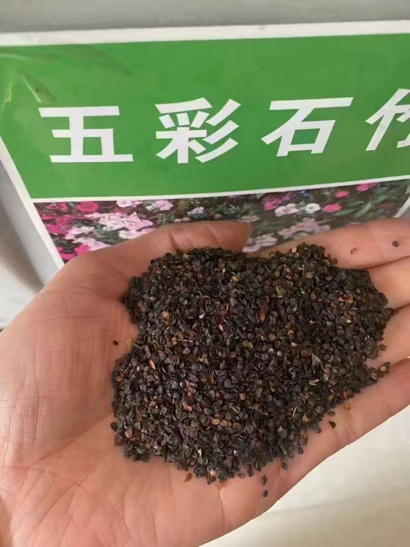 五彩石竹种子四季易种多年生草本植物耐旱耐寒懒人植物