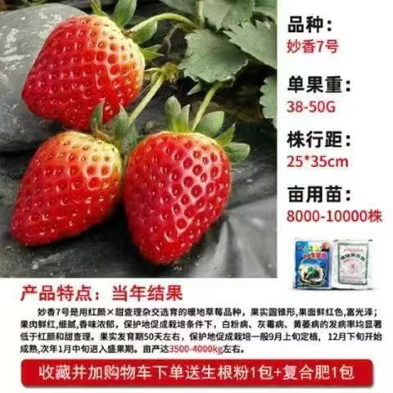妙香7号草莓苗基地直发量大从优来电咨询量大优惠