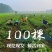 妙香7号草莓苗基地直发量大从优来电咨询量大优惠