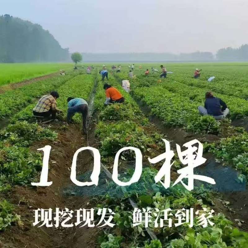 妙香7号草莓苗基地直发量大从优来电咨询量大优惠