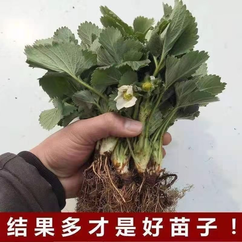 妙香7号草莓苗基地直发量大从优来电咨询量大优惠