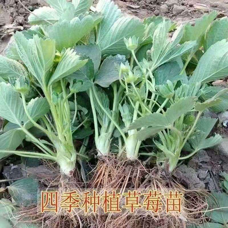 妙香7号草莓苗基地直发量大从优来电咨询量大优惠