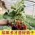 妙香7号草莓苗基地直发量大从优来电咨询量大优惠