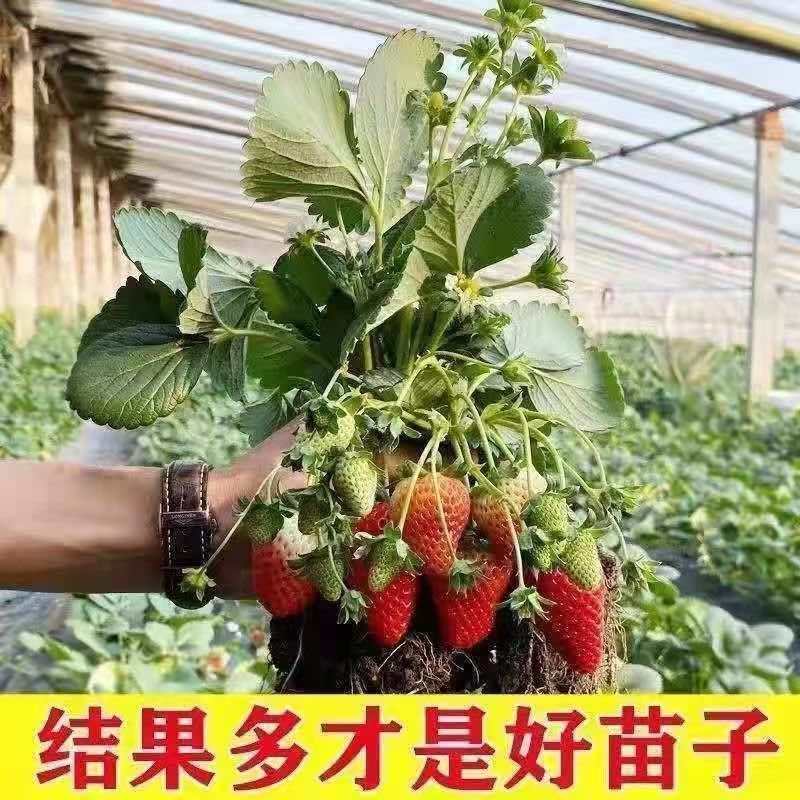 妙香7号草莓苗基地直发量大从优来电咨询量大优惠
