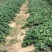 妙香7号草莓苗基地直发量大从优来电咨询量大优惠
