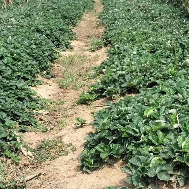 妙香7号草莓苗基地直发量大从优来电咨询量大优惠