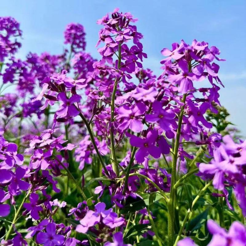 蓝香芥种子蓝色油菜花欧亚香花芥花种子易种花籽庭院四季易活