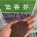 蓝香芥种子蓝色油菜花欧亚香花芥花种子易种花籽庭院四季易活