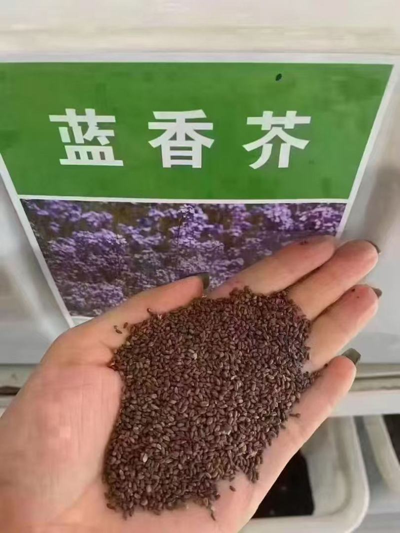 蓝香芥种子蓝色油菜花欧亚香花芥花种子易种花籽庭院四季易活