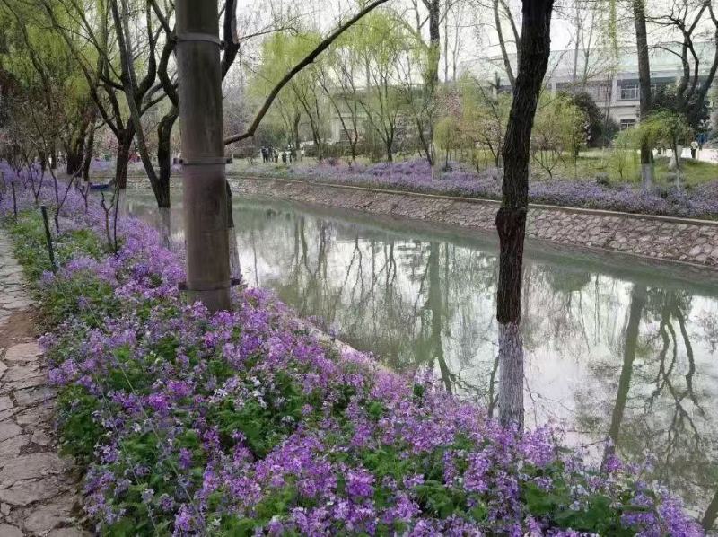 蓝香芥种子蓝色油菜花欧亚香花芥花种子易种花籽庭院四季易活
