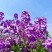 蓝香芥种子蓝色油菜花欧亚香花芥花种子易种花籽庭院四季易活