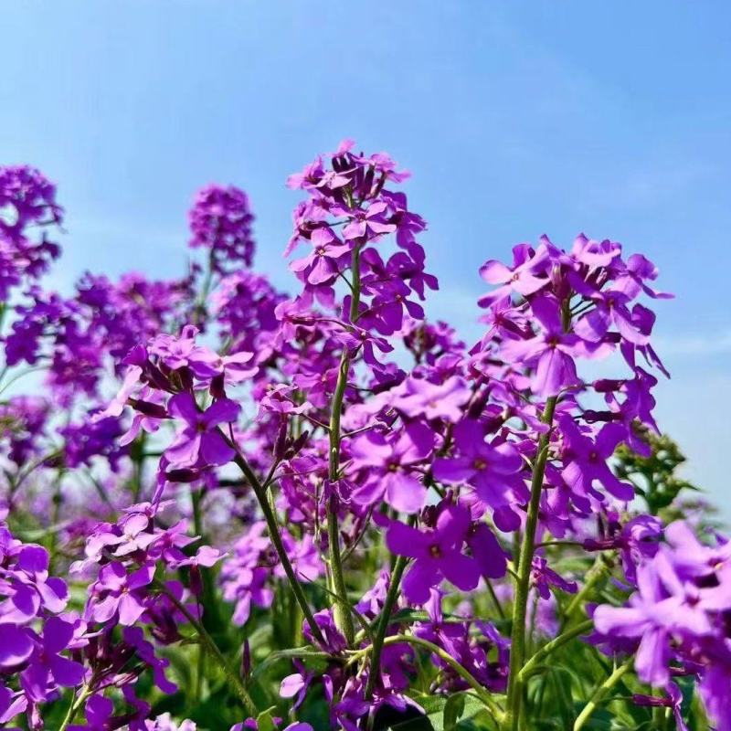 蓝香芥种子蓝色油菜花欧亚香花芥花种子易种花籽庭院四季易活