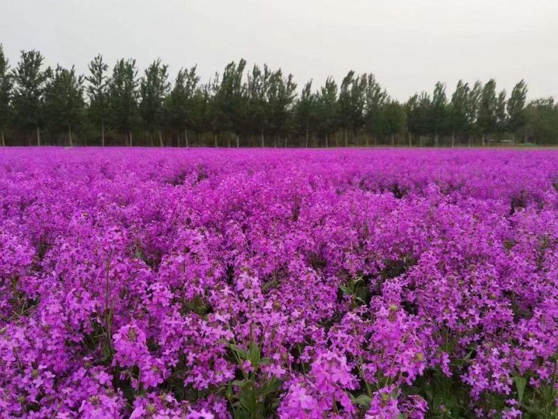 蓝香芥种子蓝色油菜花欧亚香花芥花种子易种花籽庭院四季易活