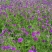 蓝香芥种子蓝色油菜花欧亚香花芥花种子易种花籽庭院四季易活