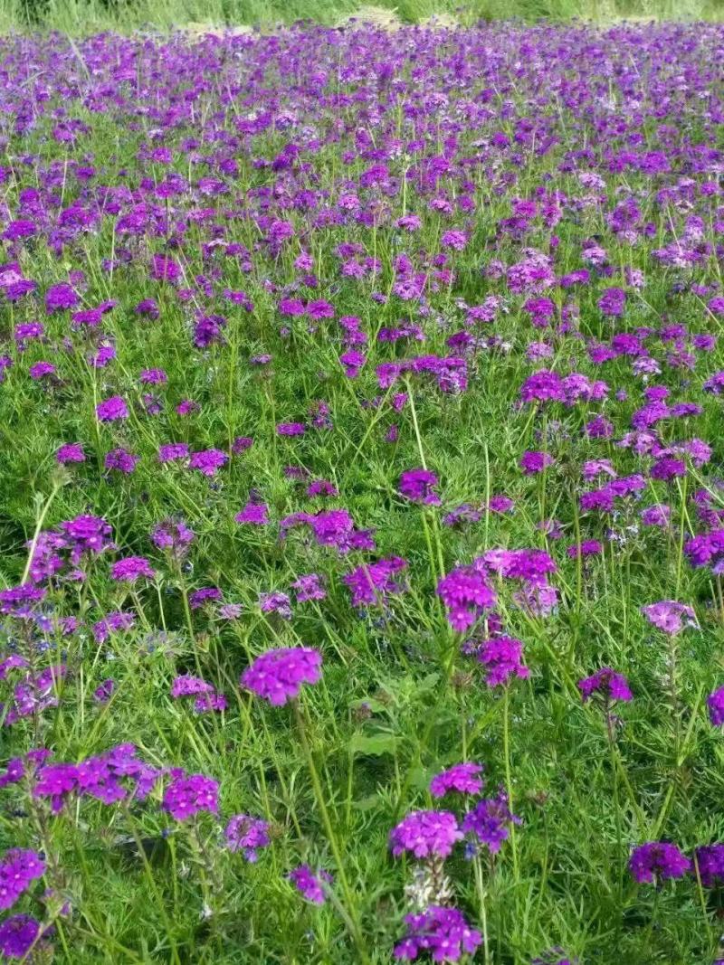 蓝香芥种子蓝色油菜花欧亚香花芥花种子易种花籽庭院四季易活