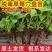 芊雪草莓苗基地直发成活率高级别面议量大咨询