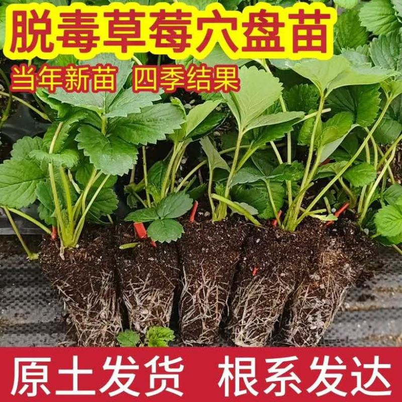芊雪草莓苗基地直发成活率高级别面议量大咨询