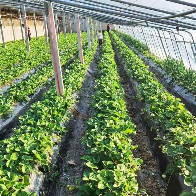 芊雪草莓苗基地直发成活率高级别面议量大咨询