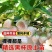 基地直发随珠香野草莓苗脱毒草莓苗量大从优