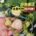 基地直发随珠香野草莓苗脱毒草莓苗量大从优