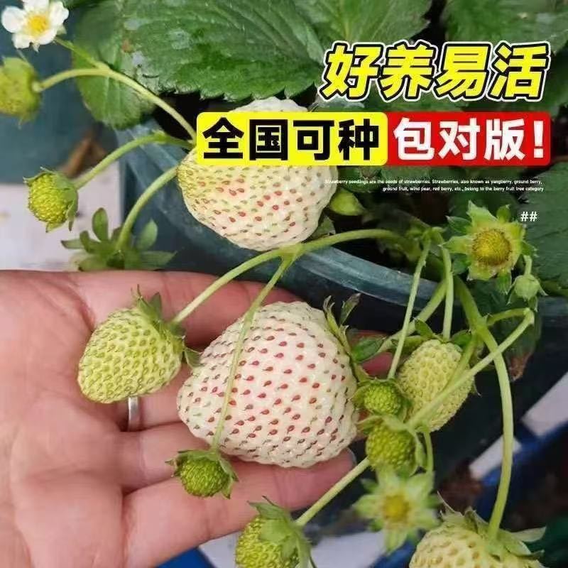 基地直发随珠香野草莓苗脱毒草莓苗量大从优