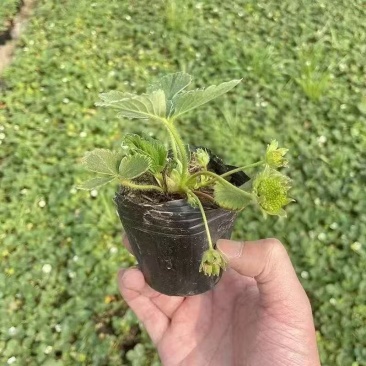 基地直发随珠香野草莓苗脱毒草莓苗量大从优