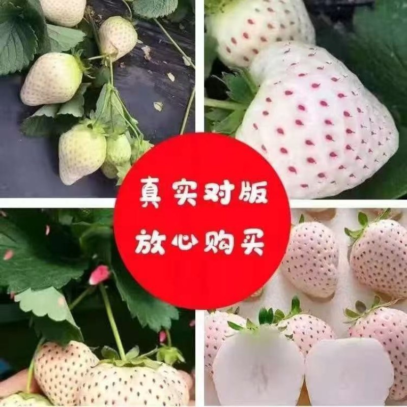 基地直发随珠香野草莓苗脱毒草莓苗量大从优