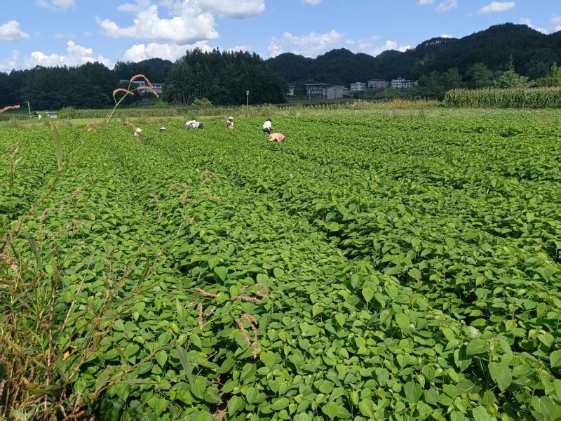 山桐子