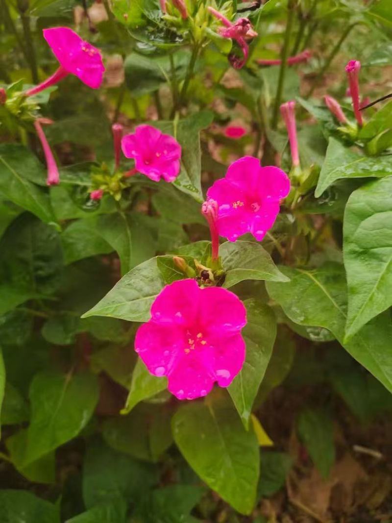 紫茉莉花种子混色茉莉花地雷花种子阳台易种盆栽五彩香茉莉花