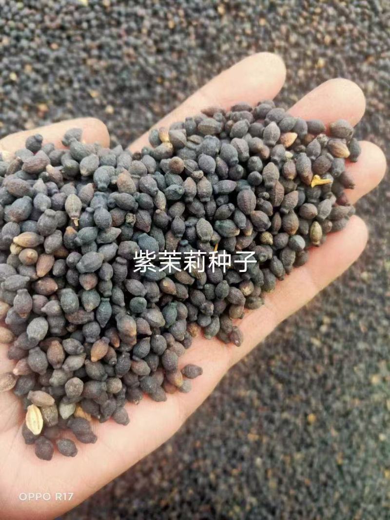 紫茉莉花种子混色茉莉花地雷花种子阳台易种盆栽五彩香茉莉花