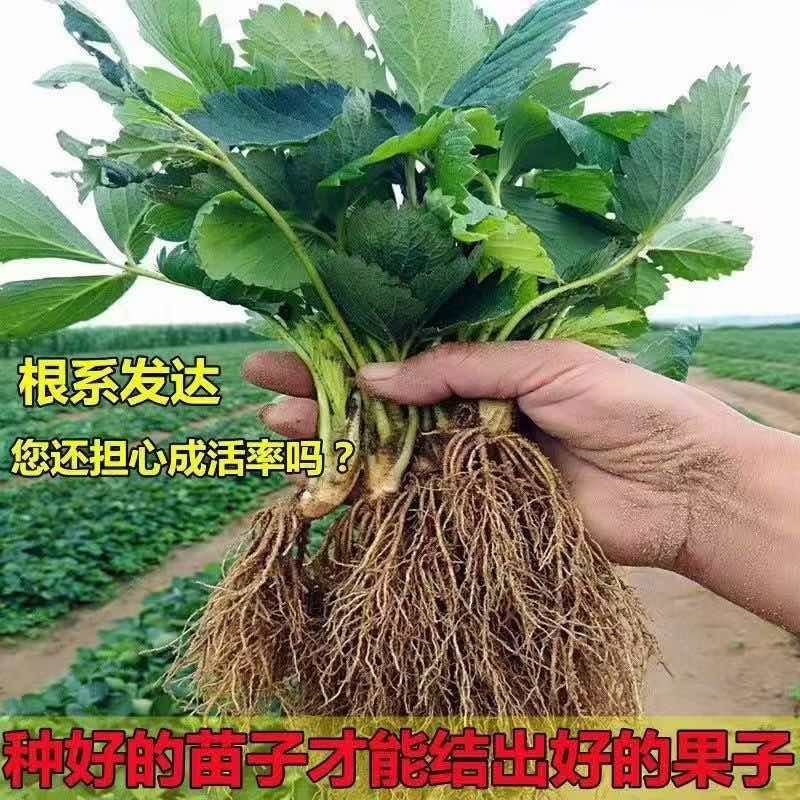优质天仙醉草莓苗产地批发保质保量坏苗包赔