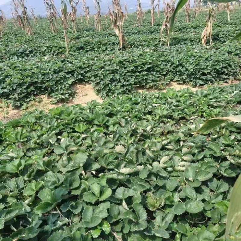 优质天仙醉草莓苗产地批发保质保量坏苗包赔