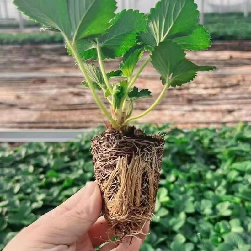 优质天仙醉草莓苗产地批发保质保量坏苗包赔