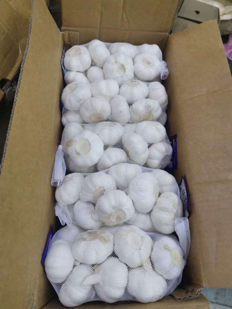 金乡大蒜出口外贸货，专业加工代发代存冷库出租