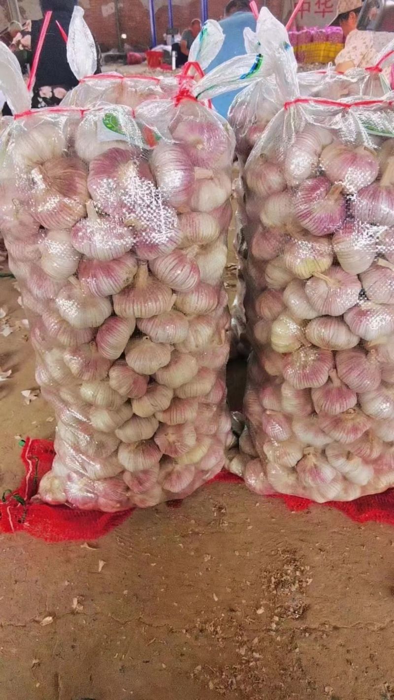 金乡大蒜出口外贸货，专业加工代发代存冷库出租