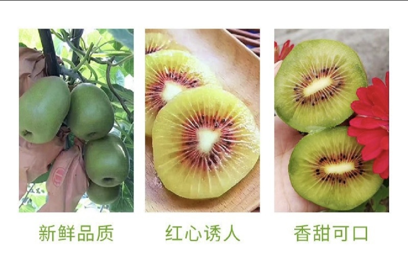 现货，一件代发红心猕猴桃，新鲜现摘，一手货源