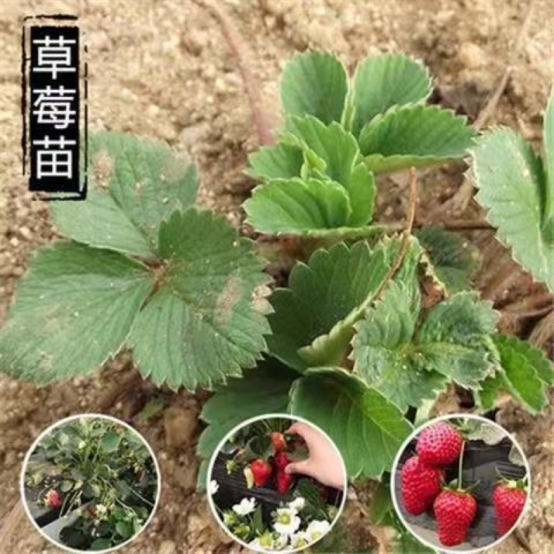 盐莓一号草莓苗一级脱毒现苗现挖现发一手货源