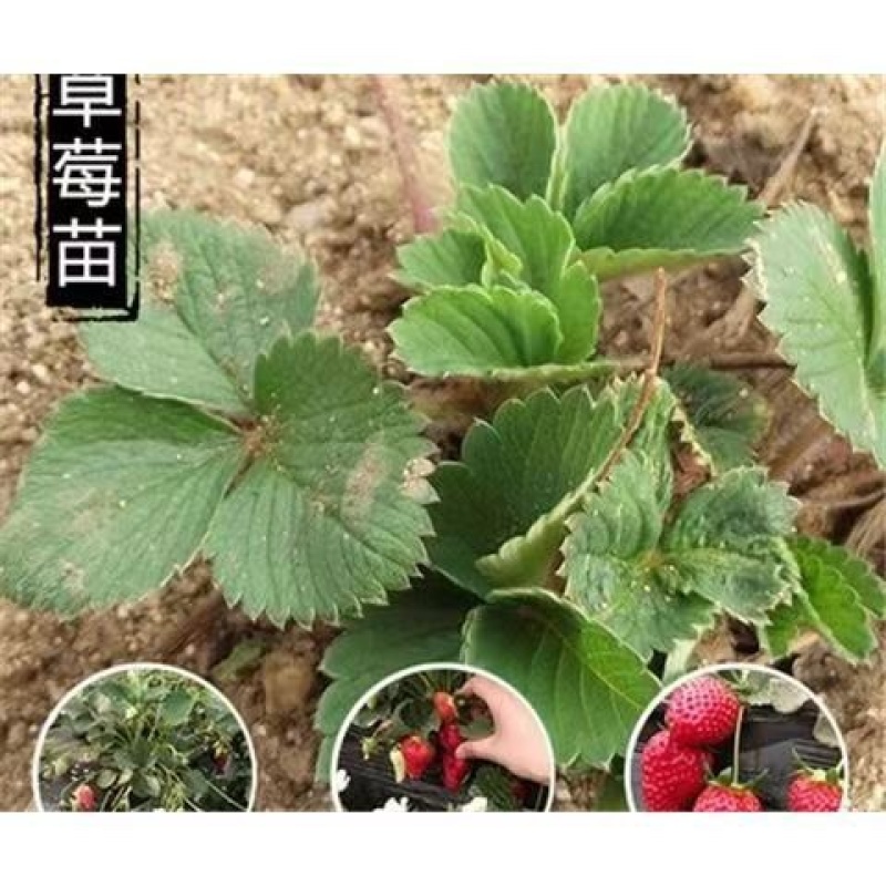 盐莓一号草莓苗一级脱毒现苗现挖现发一手货源