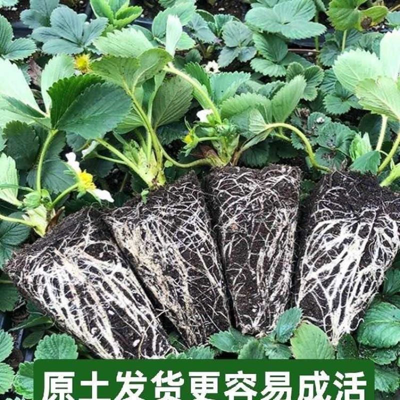 正宗越王草莓苗脱毒草莓苗现挖现发成活率高量大优惠