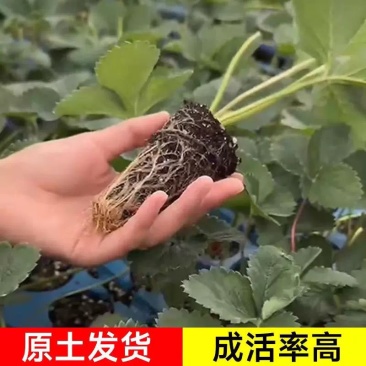 正宗越王草莓苗脱毒草莓苗现挖现发成活率高量大优惠