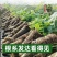 正宗越王草莓苗脱毒草莓苗现挖现发成活率高量大优惠