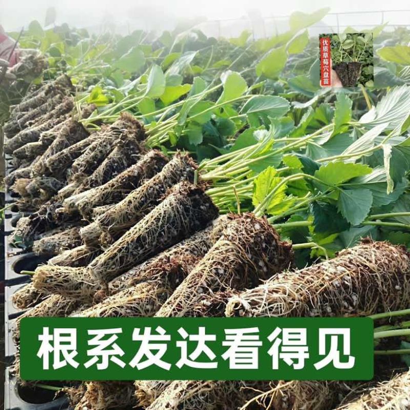 正宗越王草莓苗脱毒草莓苗现挖现发成活率高量大优惠