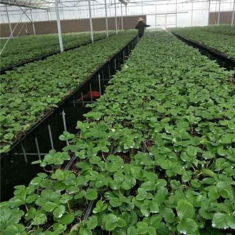 正宗越王草莓苗脱毒草莓苗现挖现发成活率高量大优惠
