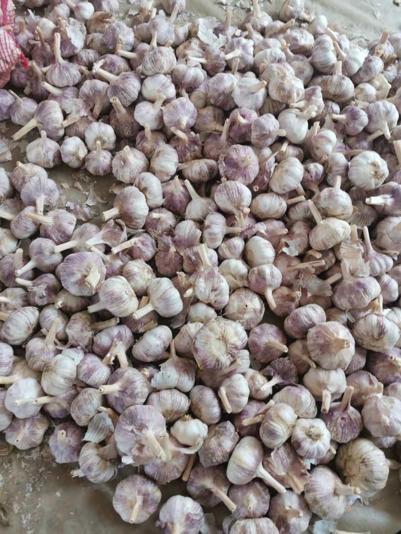 蒜米料金乡大蒜加工蒜米库存老蒜白皮蒜代发全国