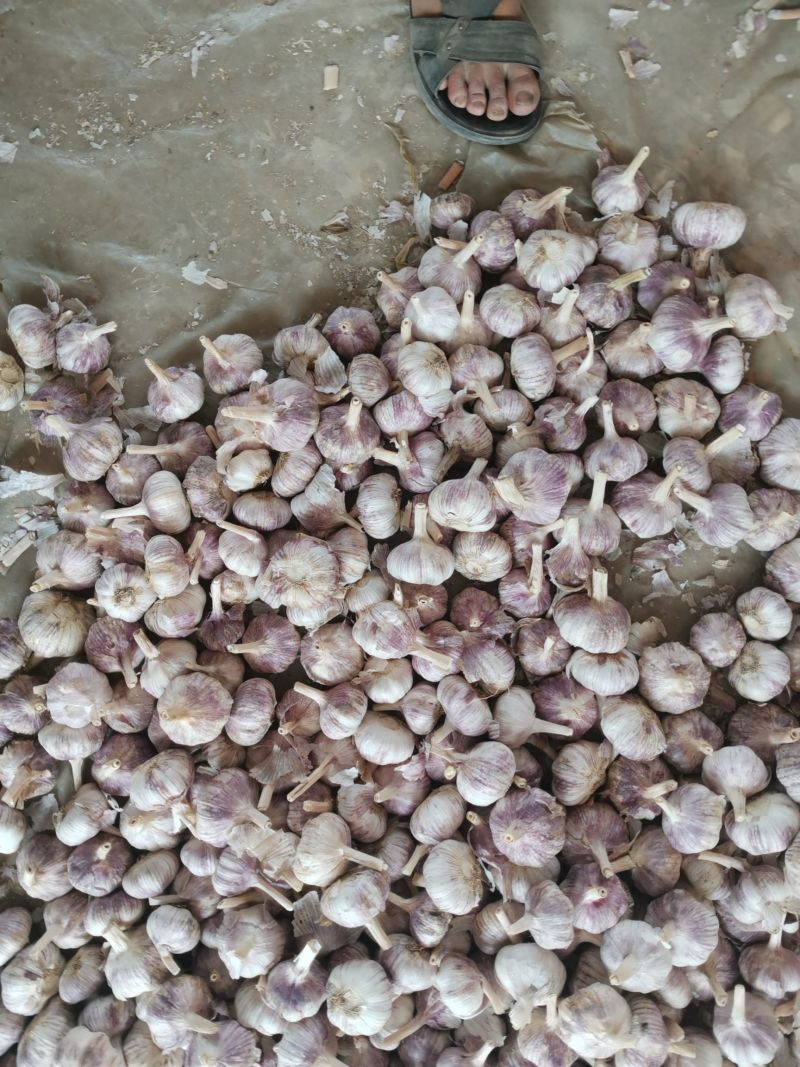 蒜米料金乡大蒜加工蒜米库存老蒜白皮蒜代发全国
