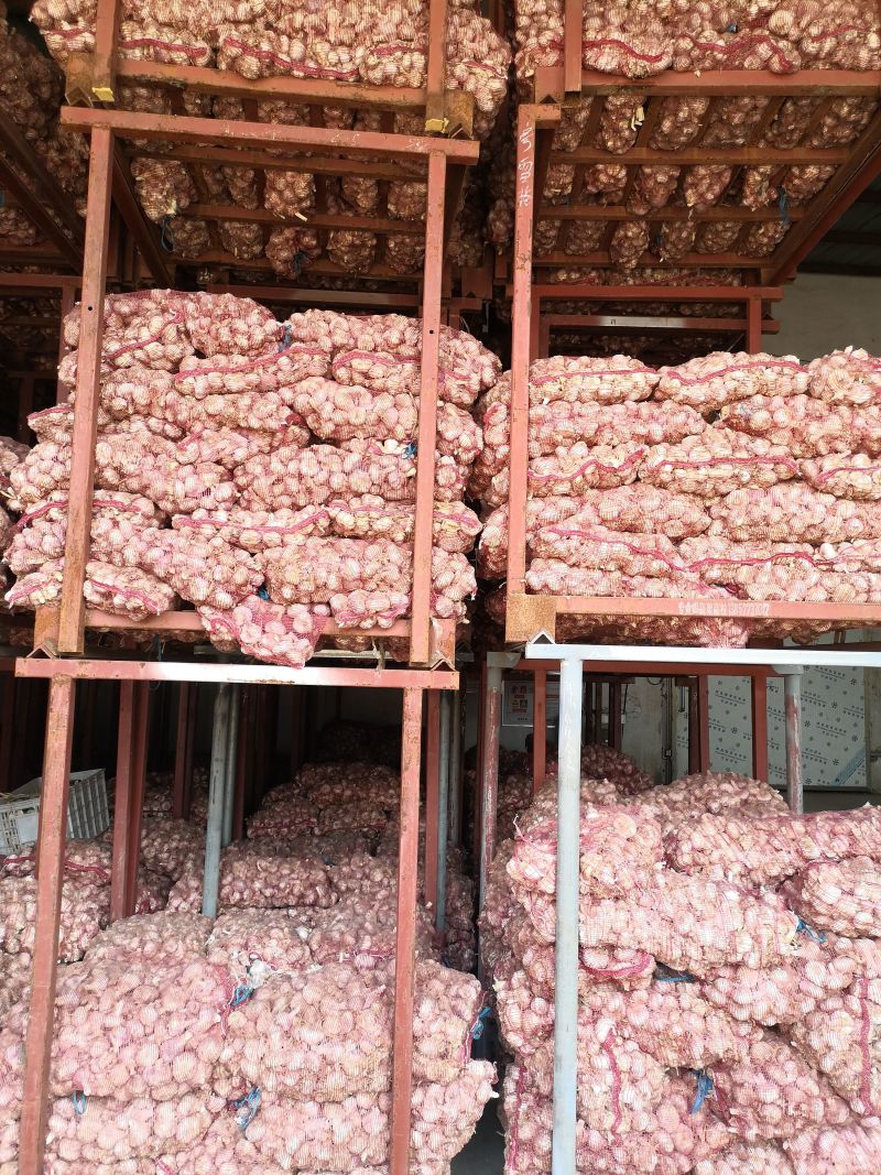 蒜米料金乡大蒜加工蒜米库存老蒜白皮蒜代发全国