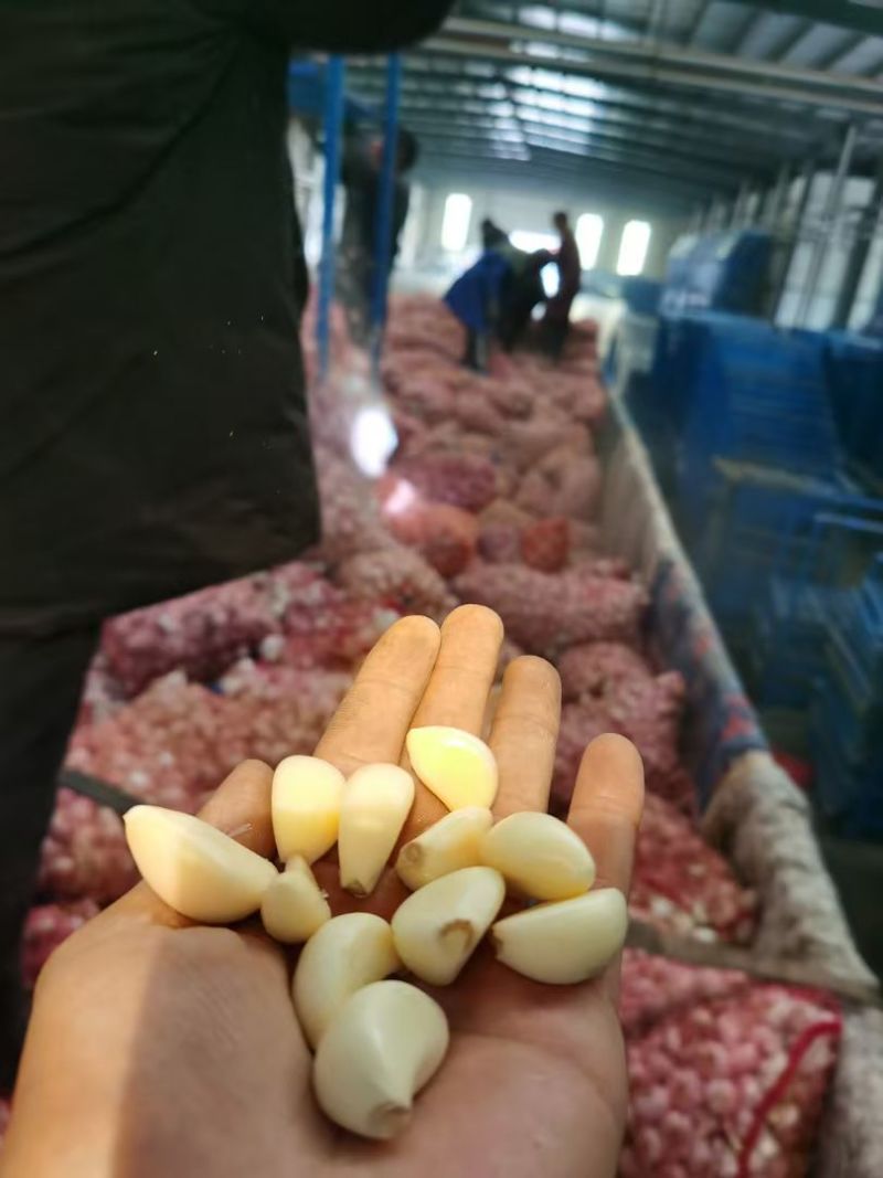蒜米料金乡大蒜加工蒜米库存老蒜白皮蒜代发全国