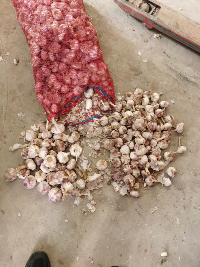 蒜米料金乡大蒜加工蒜米库存老蒜白皮蒜代发全国